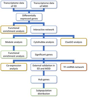 Frontiers Exploring potential genes and mechanisms linking